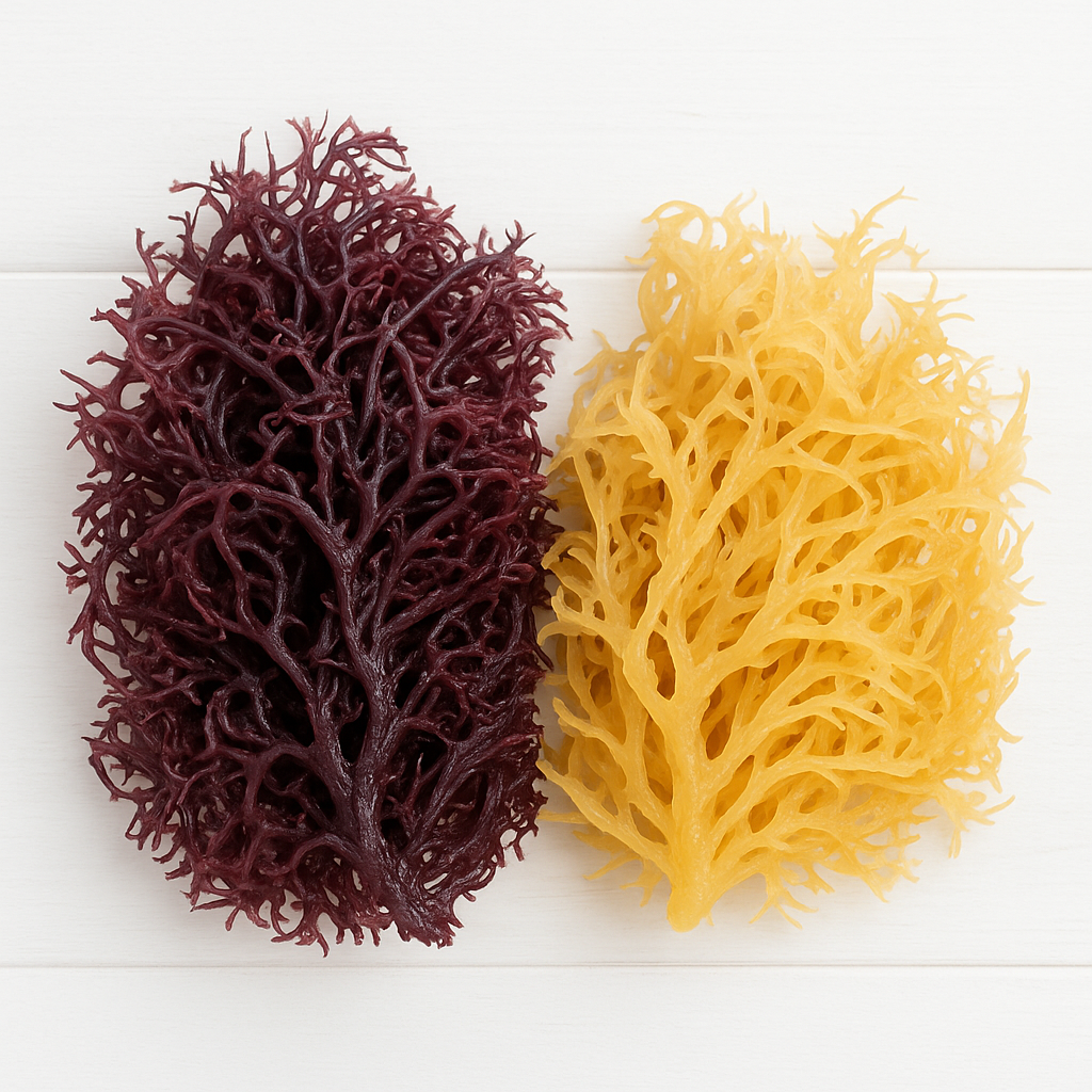 Sea Moss (Purple and Gold Varieties)